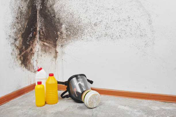 Professional Mold Removal in Mendon, UT