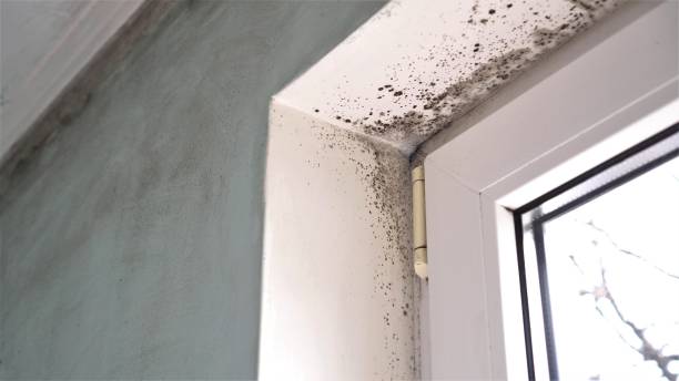 Best Mold Cleaning Services  in Mendon, UT