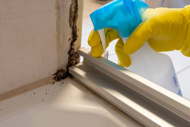 Best Mold Removal Specialists  in Mendon, UT