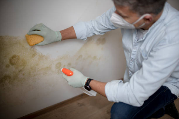 Best Black Mold Removal  in Mendon, UT