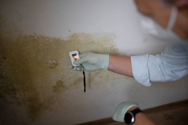 Best Residential Mold Removal  in Mendon, UT
