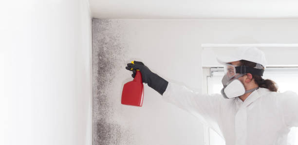 Mold Removal and Inspection in Mendon, UT