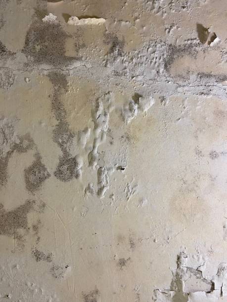 Best Mold Remediation Services  in Mendon, UT