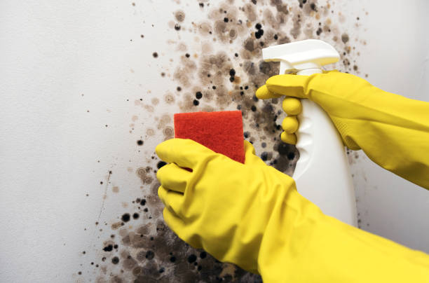 Trusted Mendon, UT Mold Removal Experts