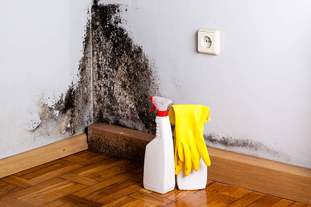 Best Local Mold Removal Service  in Mendon, UT