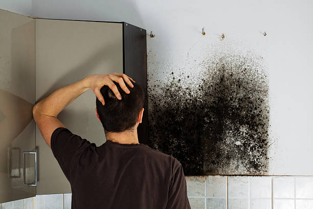 Best Certified Mold Removal  in Mendon, UT