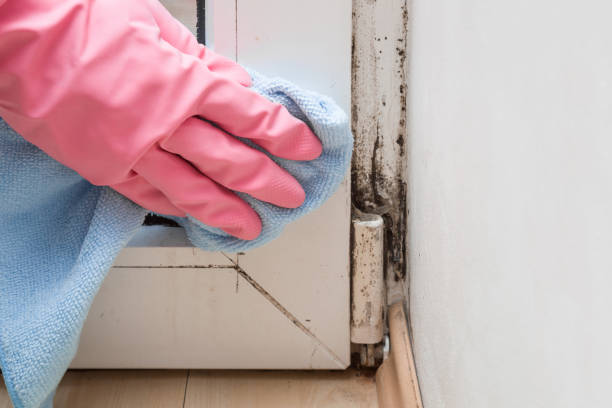 Best Office Mold Removal Services  in Mendon, UT