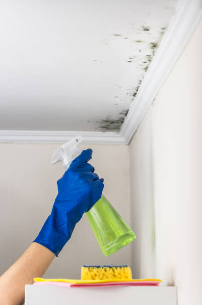 Best Mold Removal Company Near Me  in Mendon, UT