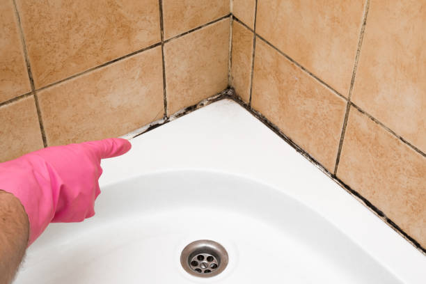 Best Mold Testing  in Mendon, UT